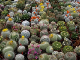 Многообразие кактусов.