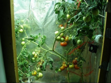 томаты черри в гроубоксе