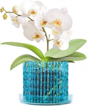Цветущая орхидея в горшке-короне